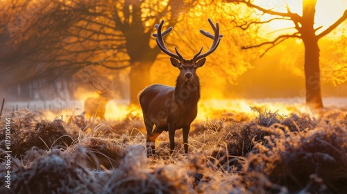 Majestic Red Deer Buck in Golden Sunrise