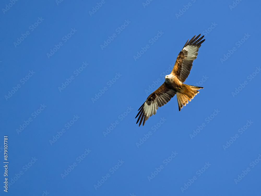 Ein Rotmilan (Milvus milvus) im Flug vor blauem Himmel Ein Rotmilan (Milvus milvus) im Flug vor blauem Himmel