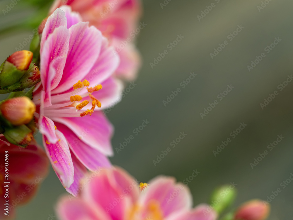 Obraz premium Nahaufnahme einer rosafarbenen Blüte der Bitterwurz (Lewisia cotyledon) von der Seite gesehen mit weiteren Blütenständen im Hintergrund