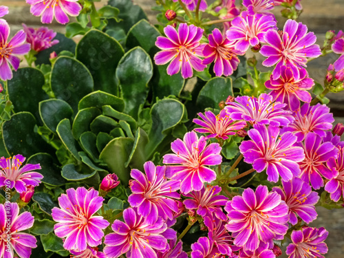 Nahaufnahme einer rosafarbenen Blüte der Bitterwurz (Lewisia cotyledon) von oben gesehen mit weiteren Blütenständen im Hintergrund photo
