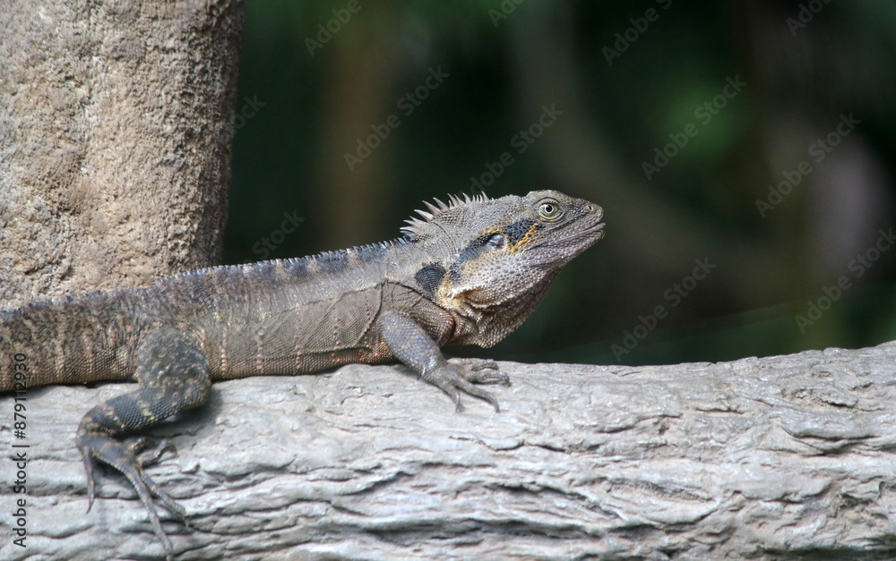 Water Dragon lizard reptile sitting on a log Water Dragon lizard reptile sitting on a log