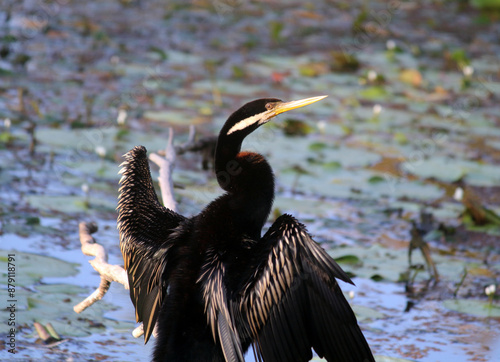 Australasian Darter bird standing by the side of a lake with its wings stretched out photo