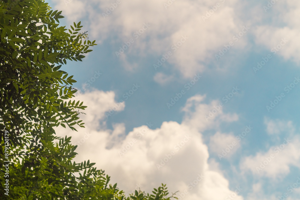 Green tree branches against the background of fluffy white clouds in the blue sky, blank for design. Tinted, with copy space. Green tree branches against the background of fluffy white clouds in the blue sky, blank for design. Tinted, with copy space.