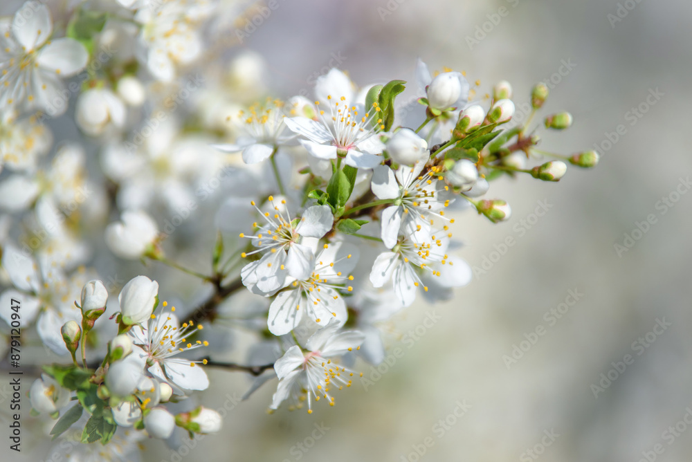 Cherry blossom branch in the garden in spring
Cherry blossom branch in the garden in spring