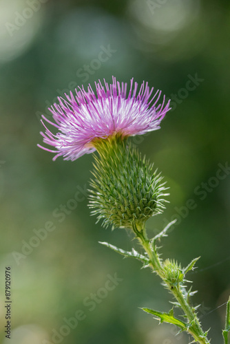 Wild thistle flower blooming in natural meadow