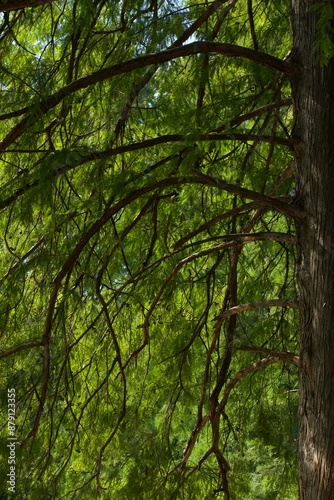 branches of a fir tree