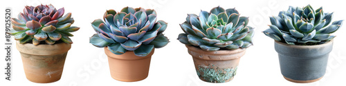 A collection of four colorful succulent plants in various clay pots, arranged in a row, isolated on a white background. photo