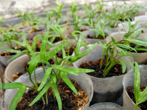 kale plant seeds,  Water spinach (Ipomoea aquatica) is a plant that is a type of vegetable and is grown as food. photo