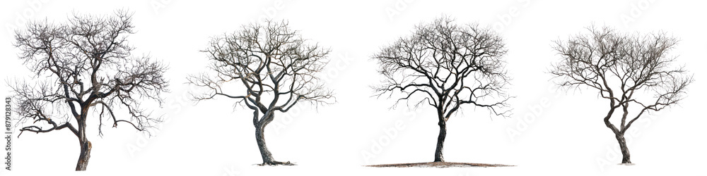 Four bare trees in winter, showcasing unique branch patterns against a white background, highlighting natural beauty and seasonal change. Four bare trees in winter, showcasing unique branch patterns against a white background, highlighting natural beauty and seasonal change.