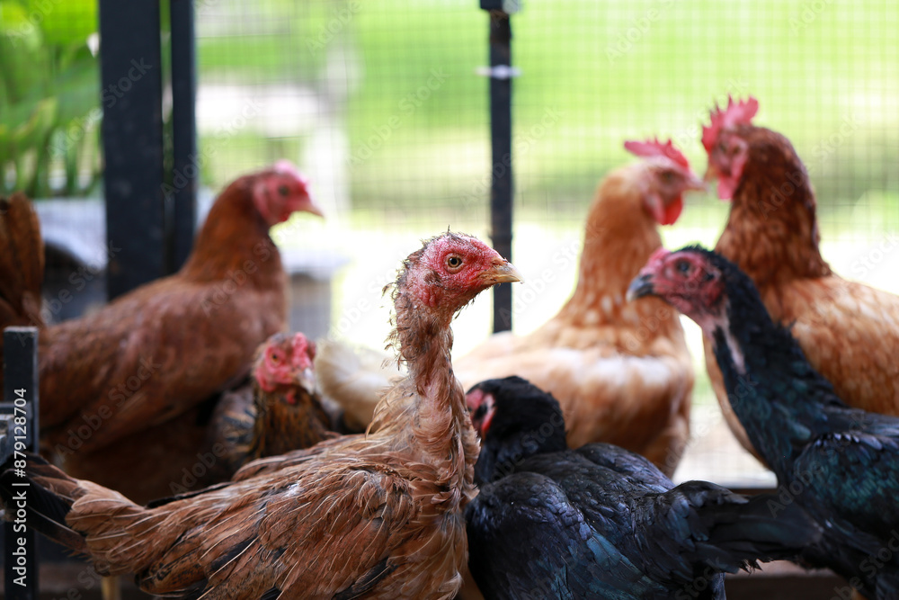 Fototapeta premium Poor chicken in local farm