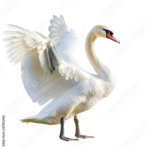 Elegant white swan with wings spread gracefully isolated on transparency PNG background, . Perfect for nature and wildlife themes.