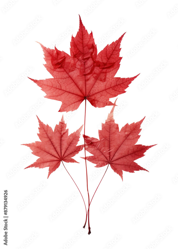 PNG Real Pressed red maple leaves plant leaf tree. PNG Real Pressed red maple leaves plant leaf tree.