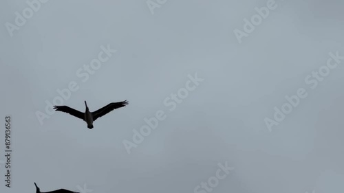 Cinematic tracking shot following a flock of brown pelicans flying overhead in formation near Cambria off the coast of Central California. 4K photo