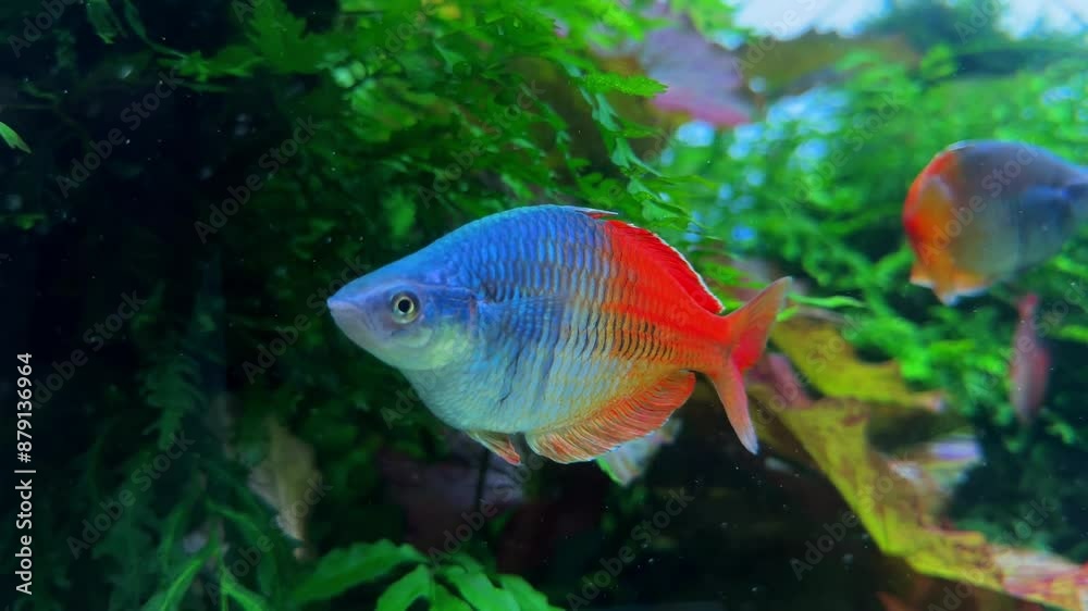 Colorful fish swim among lush aquatic plants in a vibrant freshwater aquarium Colorful fish swim among lush aquatic plants in a vibrant freshwater aquarium