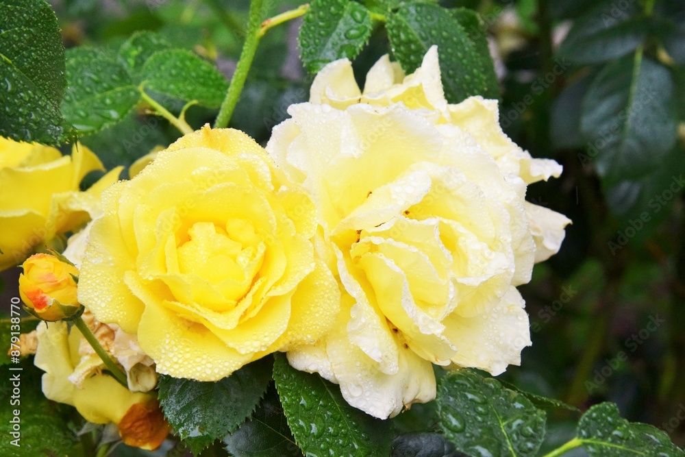 Beautiful tea rose after the rain Beautiful tea rose after the rain
