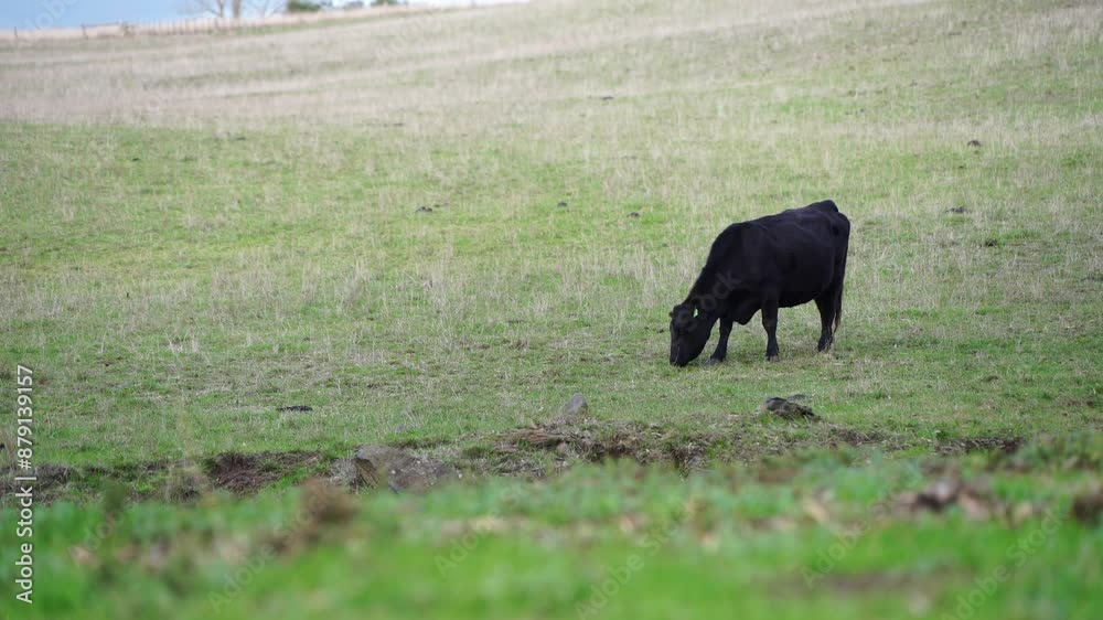 Beef cows and calves grazing on grass on a beef cattle farm in Australia. breeds include murray grey, angus and wagyu. sustainable agriculture practice storing carbon in australia Beef cows and calves grazing on grass on a beef cattle farm in Australia. breeds include murray grey, angus and wagyu. sustainable agriculture practice storing carbon in australia