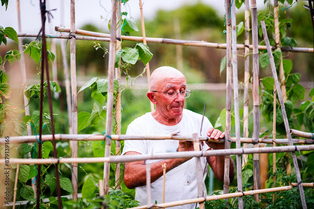 Farmer fixing beans in Villajoyosa