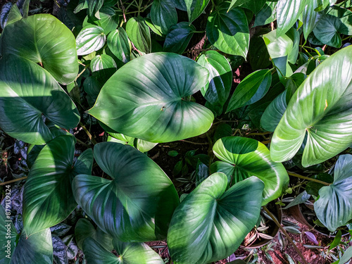 Closeup leaves of the homalomena rubescens kunth or king of heart. Lush leaves. In the yard of the house grow trees that have lush leaves, very cool, green, fresh, fresh, peace in the heart.
 photo