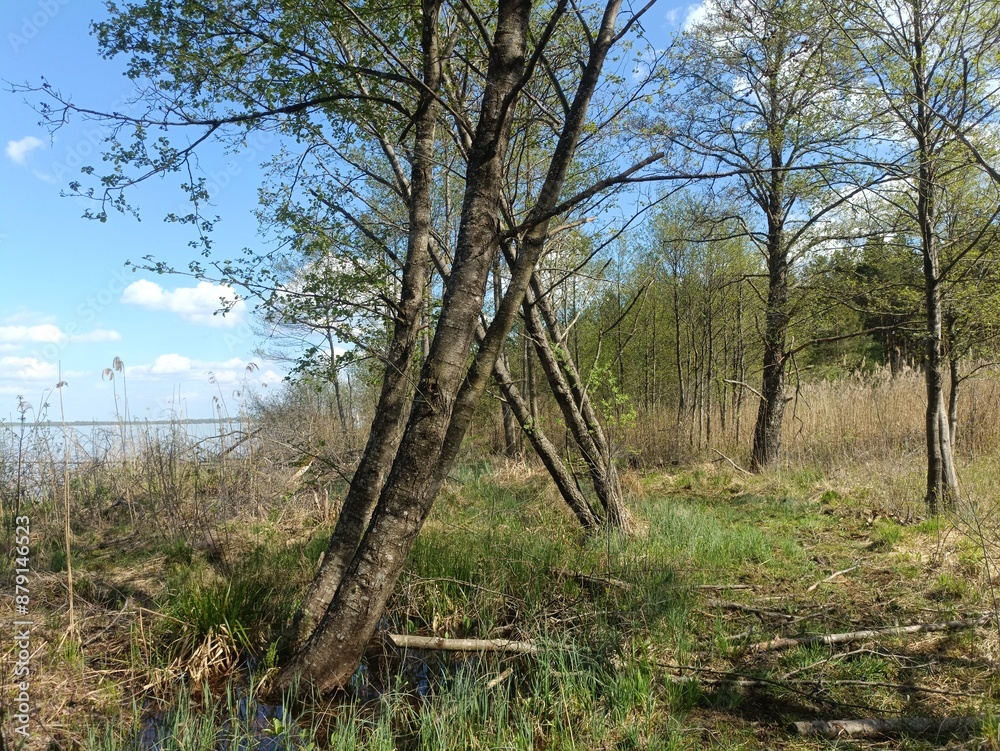 Rekyva forest and lake during sunny summer day. Pine and birch tree woodland. Wavy lake. Bushes and small trees are growing in woods. Sunny day with white clouds in sky. Nature. Rekyvos miskas. Rekyva forest and lake during sunny summer day. Pine and birch tree woodland. Wavy lake. Bushes and small trees are growing in woods. Sunny day with white clouds in sky. Nature. Rekyvos miskas.