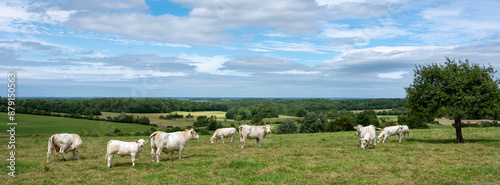 Photos white cows in rural landscape of french ardennes at sunset