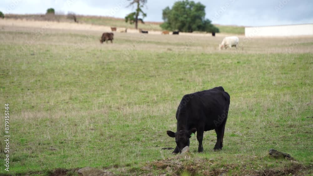 Stud Angus, wagyu, Murray grey, Dairy and beef Cows and Bulls grazing on grass and pasture in a field. The animals are organic and free range, being grown on an agricultural farm in Australia. Stud Angus, wagyu, Murray grey, Dairy and beef Cows and Bulls grazing on grass and pasture in a field. The animals are organic and free range, being grown on an agricultural farm in Australia.
