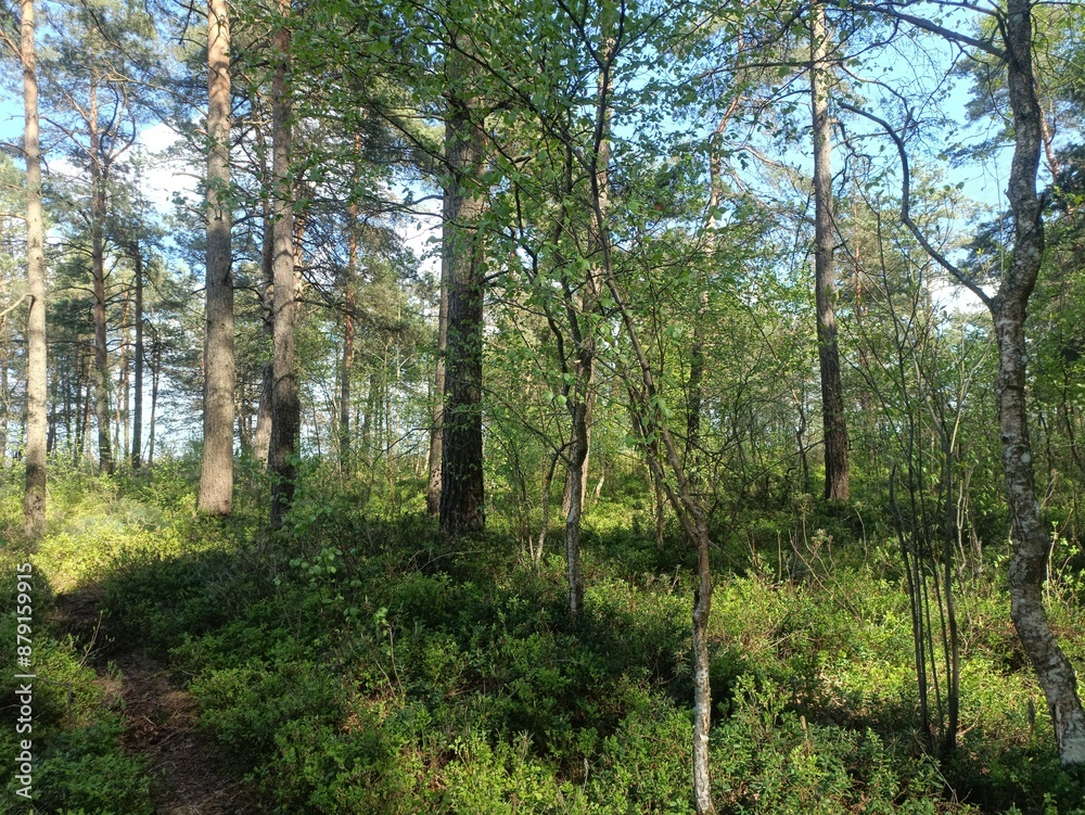 Rekyva forest and lake during sunny summer day. Pine and birch tree woodland. Wavy lake. Bushes and small trees are growing in woods. Sunny day with white clouds in sky. Nature. Rekyvos miskas. Rekyva forest and lake during sunny summer day. Pine and birch tree woodland. Wavy lake. Bushes and small trees are growing in woods. Sunny day with white clouds in sky. Nature. Rekyvos miskas.