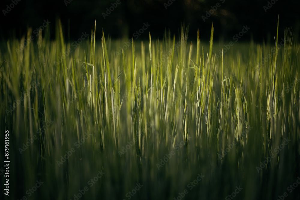 Obraz premium wheat field on the background of sunset