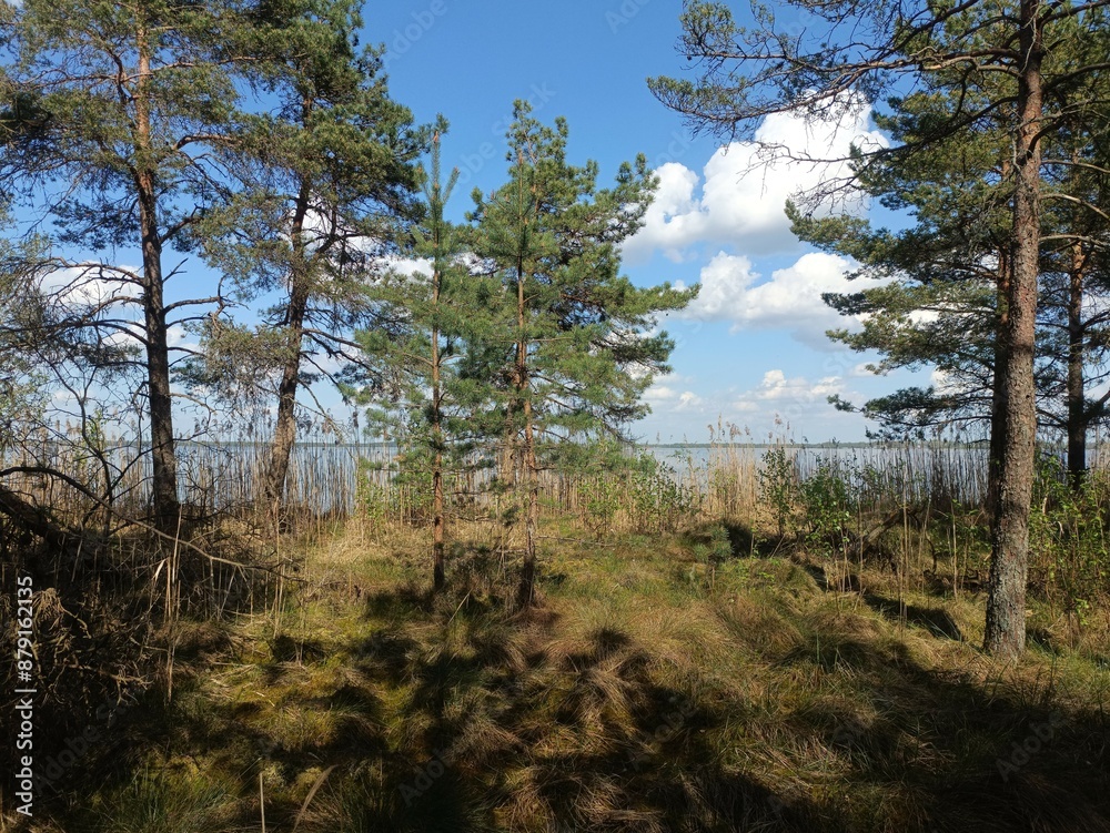 Rekyva forest and lake during sunny summer day. Pine and birch tree woodland. Wavy lake. Bushes and small trees are growing in woods. Sunny day with white clouds in sky. Nature. Rekyvos miskas. Rekyva forest and lake during sunny summer day. Pine and birch tree woodland. Wavy lake. Bushes and small trees are growing in woods. Sunny day with white clouds in sky. Nature. Rekyvos miskas.