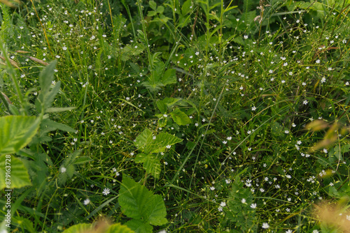 rain drops on a grass