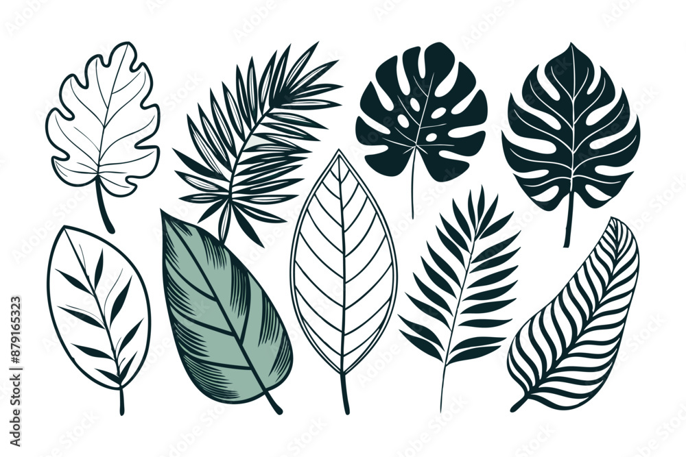Fototapeta premium set of different tropical leaves vector illustration