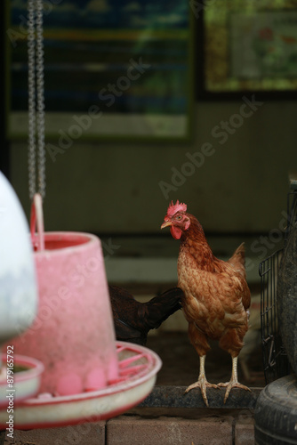 rhode island red chicken in local farm photo