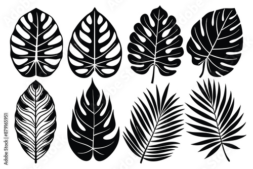 set of different tropical leaves vector illustration