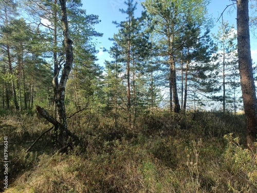 Rekyva forest during sunny summer day. Pine and birch tree woodland. Blueberry bushes are growing in woods. Sunny day with white and gray clouds in sky. Summer season. Nature. Rekyvos miskas.