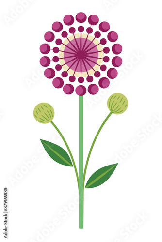 Allium plant vector illustration