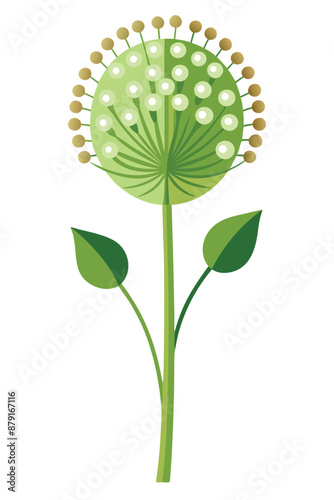 Allium plant vector illustration