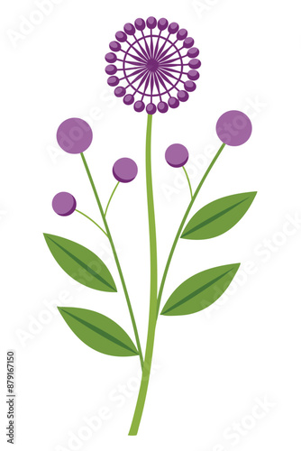 Allium plant vector illustration