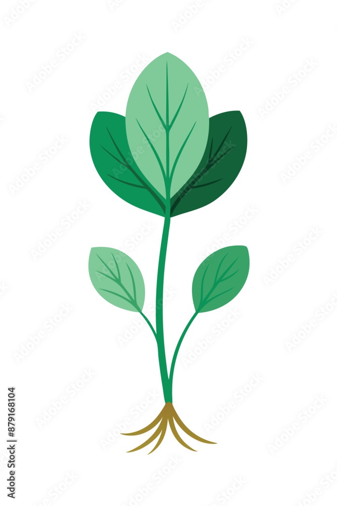 Naklejka premium Bloodroot plant minimal design vector illustration
