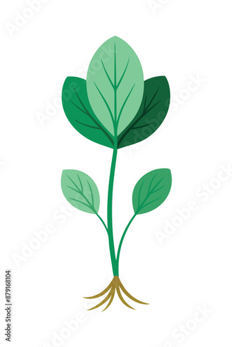 Bloodroot plant minimal design vector illustration