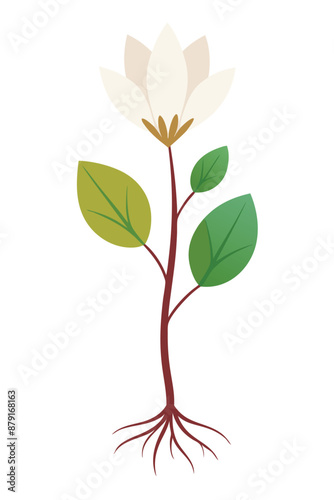 Bloodroot plant minimal design vector illustration