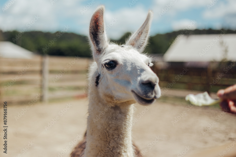 Obraz premium llama walking outdoors and eating cabbages