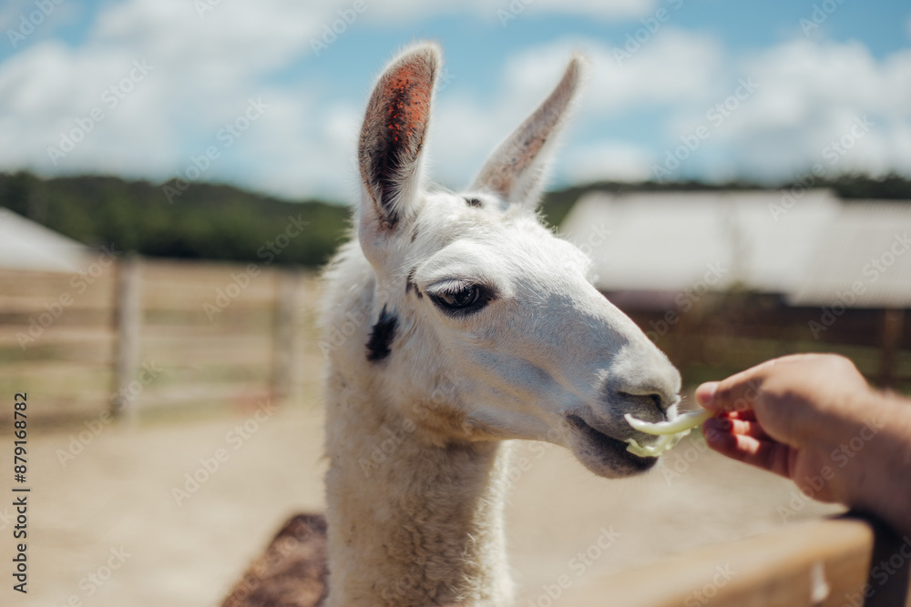 Obraz premium llama walking outdoors and eating cabbages