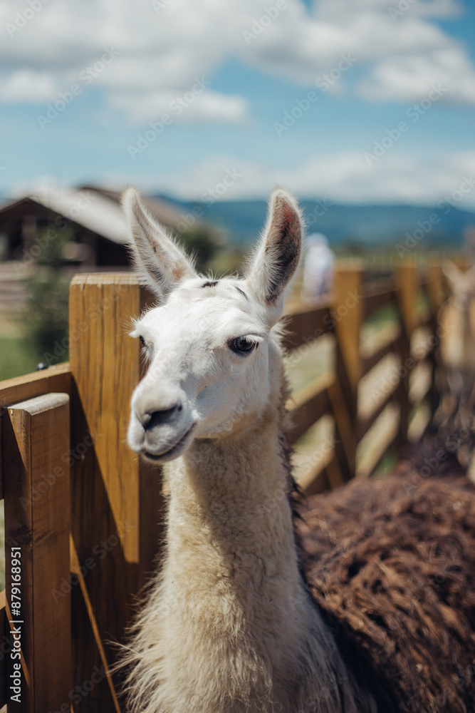 Obraz premium llama walking outdoors and eating cabbages