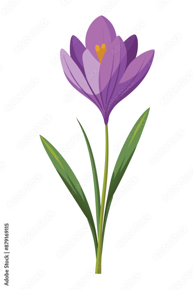 Crocus plant minimal design vector illustration Crocus plant minimal design vector illustration