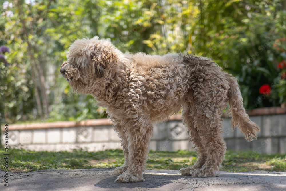 Curly-Haired Dog Standing in a Sunny Garden Curly-Haired Dog Standing in a Sunny Garden