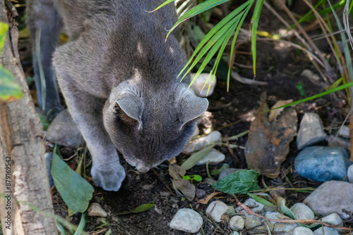 Cat Digging in the Dirt: Natural Behavior of Feline in the Garden