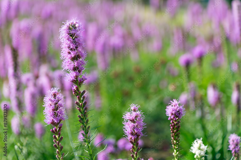 Beautiful purple Liatris spicata flowers, close-up. the dense blazing star Beautiful purple Liatris spicata flowers, close-up. the dense blazing star