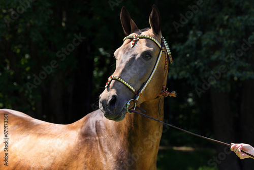 Akhal-Teke horses in a stud farm, Ashgabat, Turkmenistan 