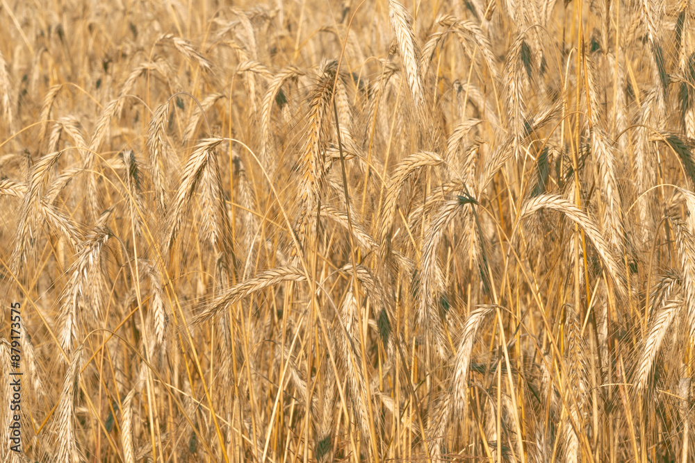 Field of Rye (Secale cereale), close-up. Field of Rye (Secale cereale), close-up.