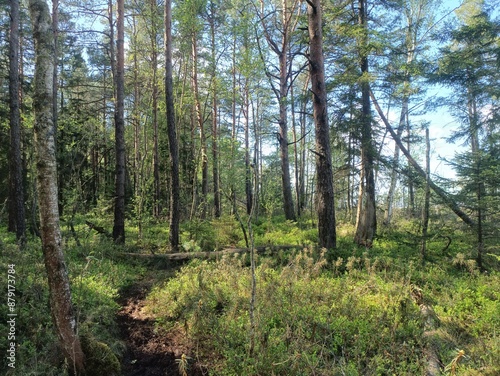 Rekyva forest during sunny summer day. Pine and birch tree woodland. Blueberry bushes are growing in woods. Sunny day with white and gray clouds in sky. Summer season. Nature. Rekyvos miskas.