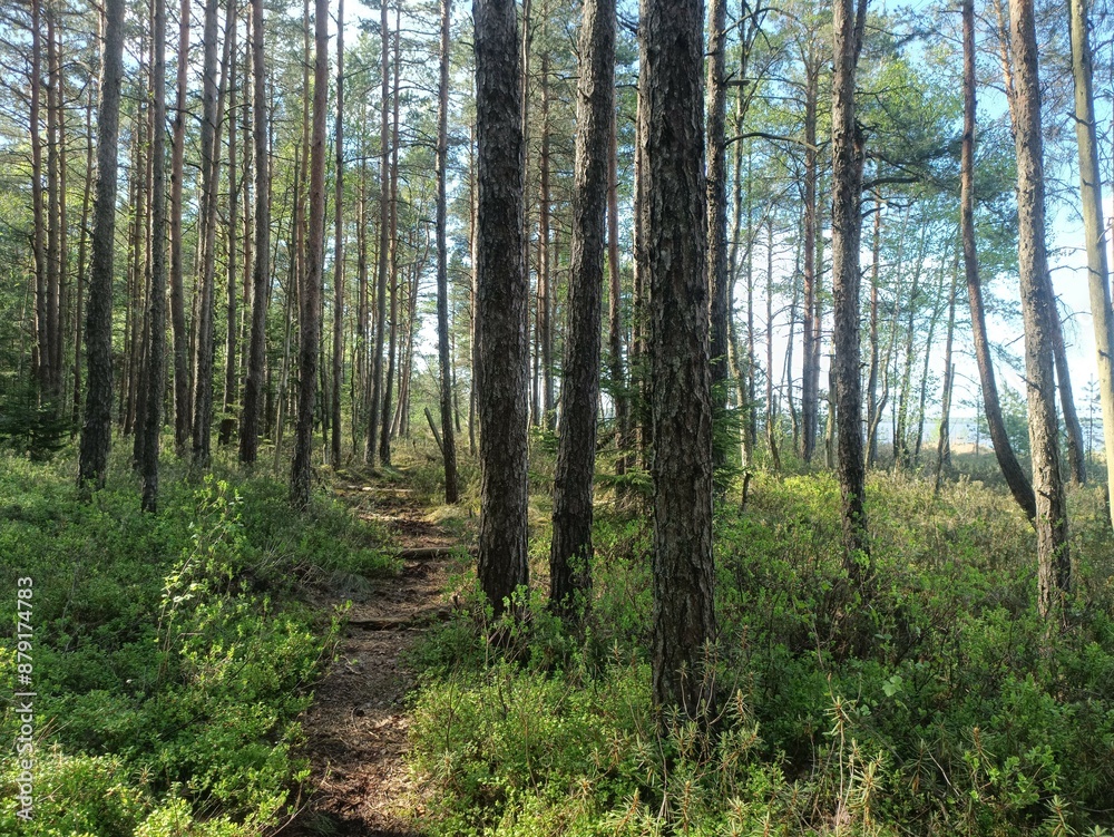 Rekyva forest during sunny summer day. Pine and birch tree woodland. Blueberry bushes are growing in woods. Sunny day with white and gray clouds in sky. Summer season. Nature. Rekyvos miskas. Rekyva forest during sunny summer day. Pine and birch tree woodland. Blueberry bushes are growing in woods. Sunny day with white and gray clouds in sky. Summer season. Nature. Rekyvos miskas.